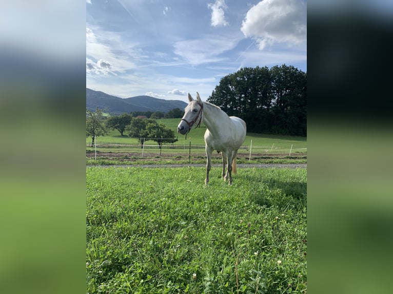 PRE Croisé Jument 8 Ans 175 cm Gris in Rötz