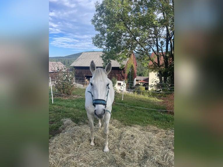 PRE Croisé Jument 8 Ans 175 cm Gris in Rötz