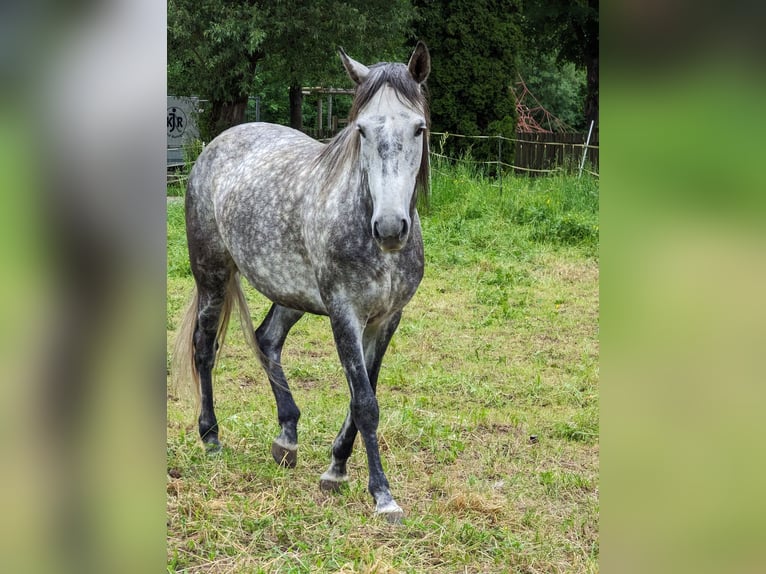 PRE Croisé Jument 8 Ans Gris pommelé in Haßfurt