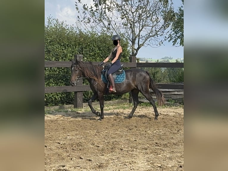 PRE Croisé Jument 9 Ans 155 cm Bai in Daleiden