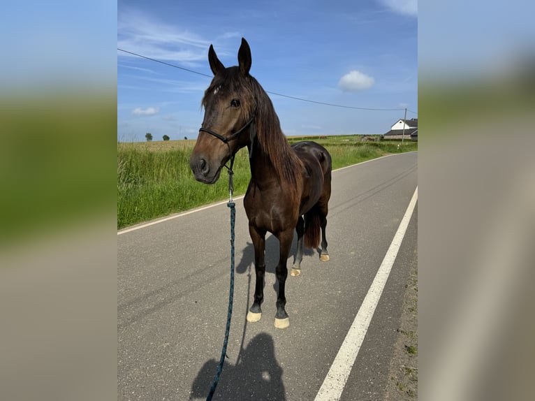 PRE Croisé Jument 9 Ans 155 cm Bai in Daleiden