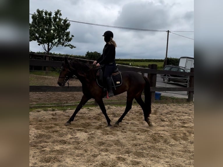 PRE Croisé Jument 9 Ans 155 cm Bai in Daleiden