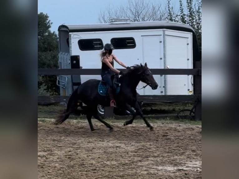 PRE Croisé Jument 9 Ans 155 cm Bai in Daleiden