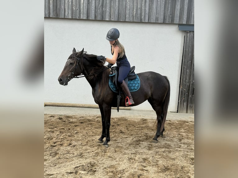 PRE Croisé Jument 9 Ans 155 cm Bai in Daleiden