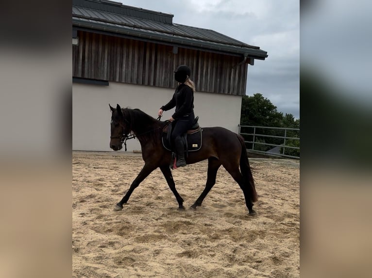 PRE Croisé Jument 9 Ans 155 cm Bai in Daleiden