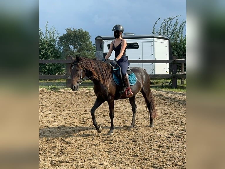 PRE Croisé Jument 9 Ans 155 cm Bai in Daleiden