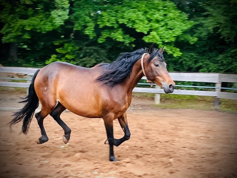 PRE Jument 9 Ans 156 cm Bai brun in Leinburg