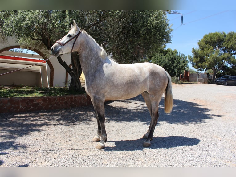 PRE Croisé Jument 9 Ans 157 cm Gris in Rafelguaraf