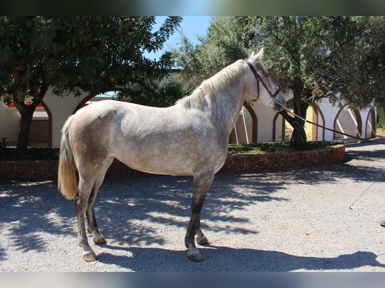 PRE Croisé Jument 9 Ans 157 cm Gris in Rafelguaraf