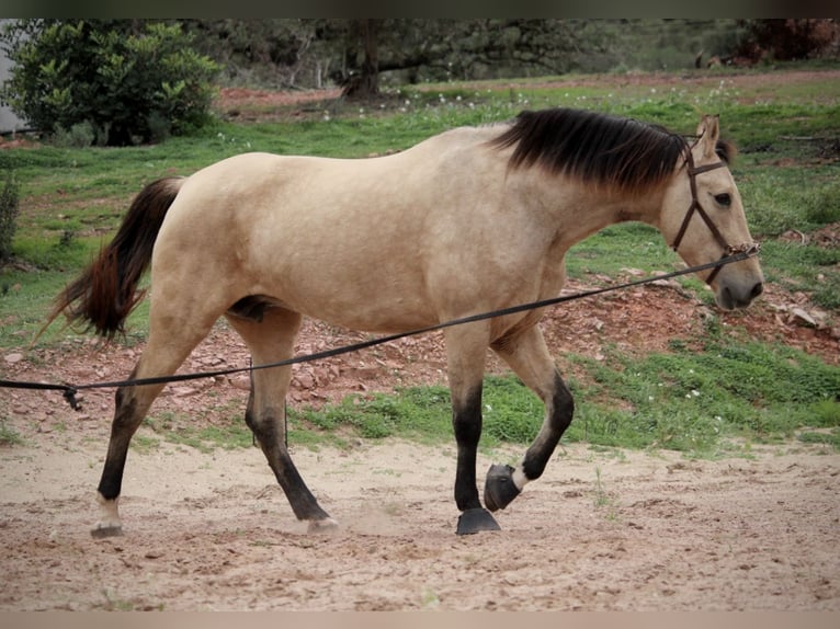 PRE Croisé Jument 9 Ans 158 cm Buckskin in Valencia