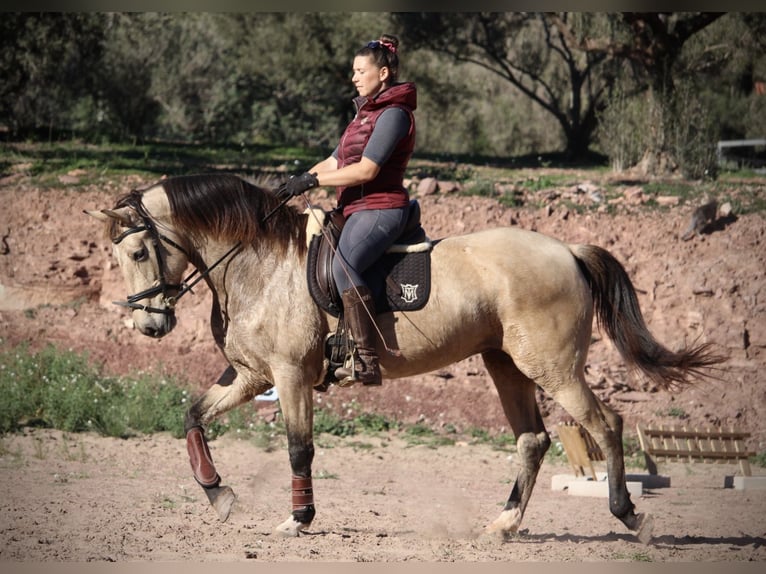 PRE Croisé Jument 9 Ans 158 cm Buckskin in Valencia