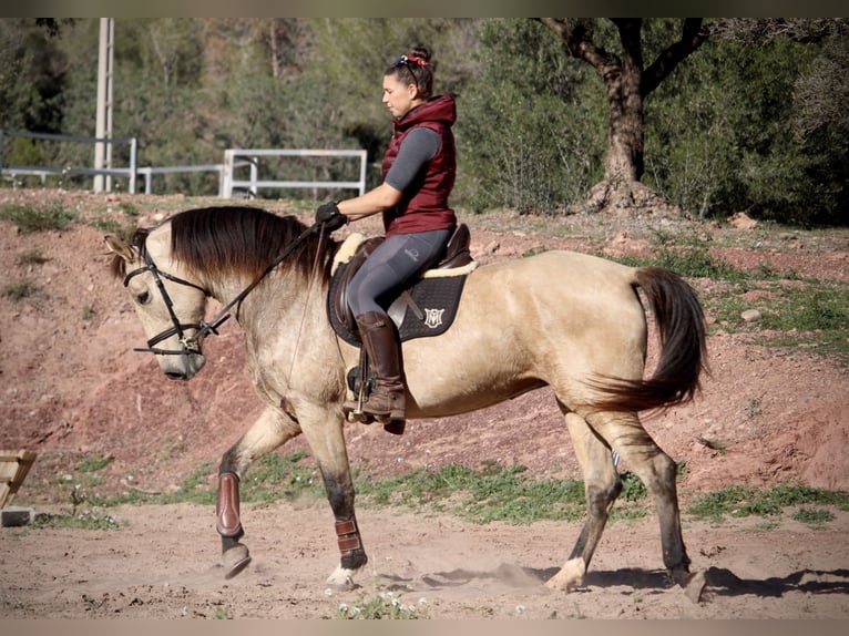 PRE Croisé Jument 9 Ans 158 cm Buckskin in Valencia