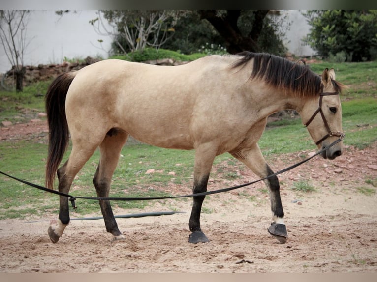 PRE Croisé Jument 9 Ans 158 cm Buckskin in Valencia