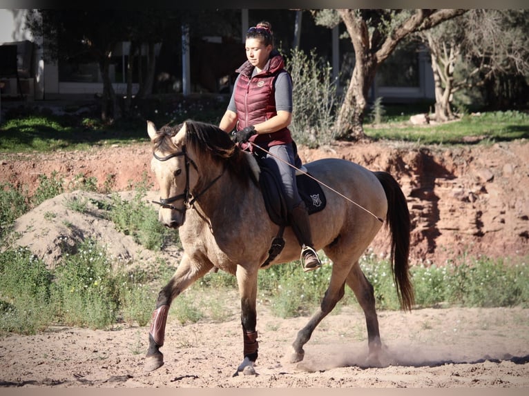 PRE Croisé Jument 9 Ans 158 cm Buckskin in Valencia