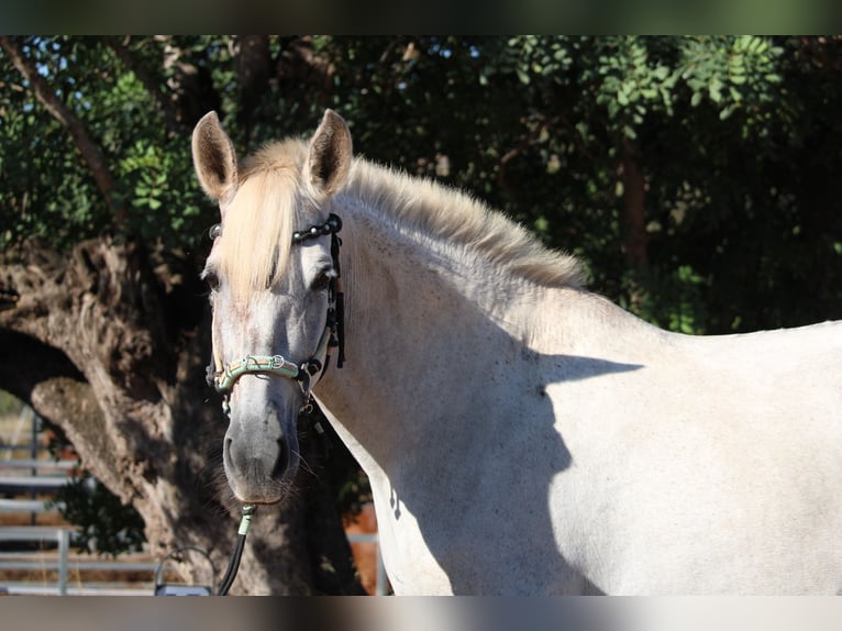 PRE Croisé Jument 9 Ans 158 cm Gris in Valencia