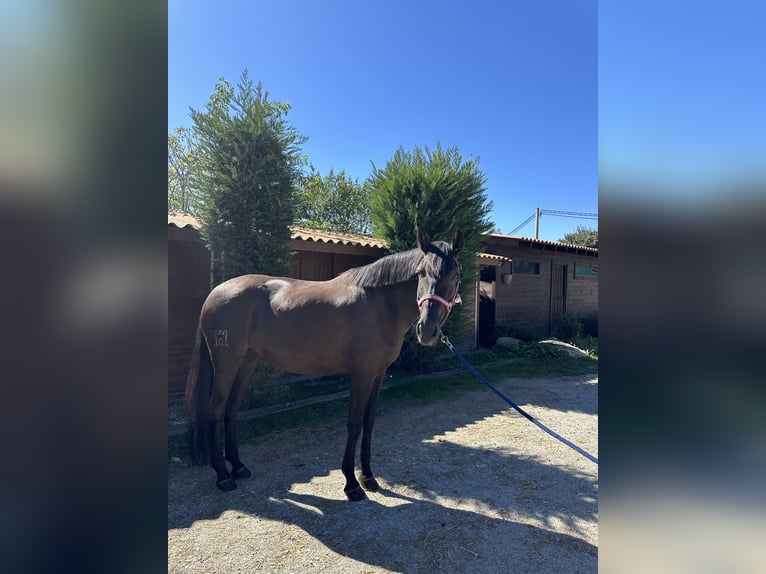 PRE Croisé Jument 9 Ans 158 cm Noir in Sant Esteve De Palautordera