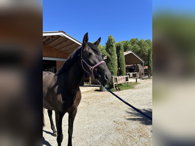 PRE Croisé Jument 9 Ans 158 cm Noir in Sant Esteve De Palautordera