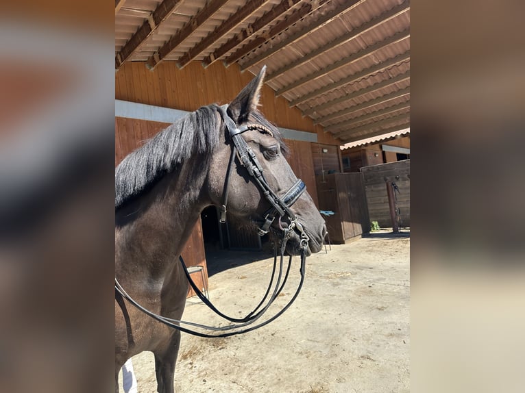 PRE Croisé Jument 9 Ans 158 cm Noir in Sant Esteve De Palautordera