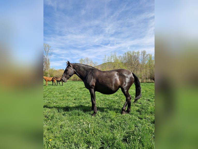 PRE Jument 9 Ans 158 cm Noir in Leon