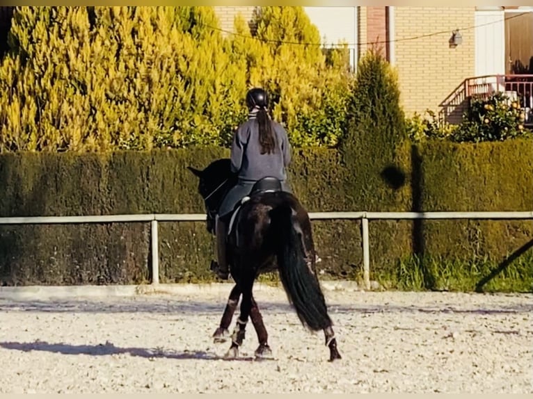 PRE Jument 9 Ans 160 cm Bai brun in Almafra (Zona)