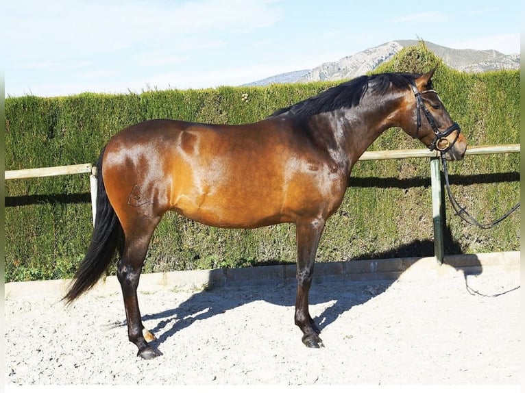 PRE Jument 9 Ans 160 cm Bai brun in Almafra (Zona)