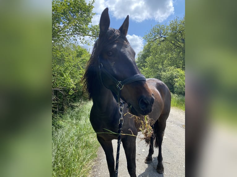 PRE Croisé Jument 9 Ans 160 cm Bai brun in Cornebarrieu