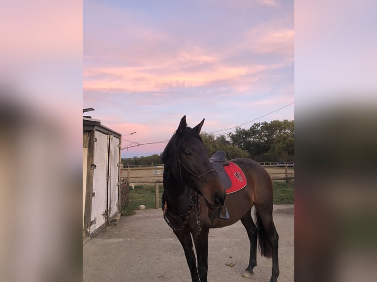 PRE Croisé Jument 9 Ans 160 cm Bai brun in Cornebarrieu
