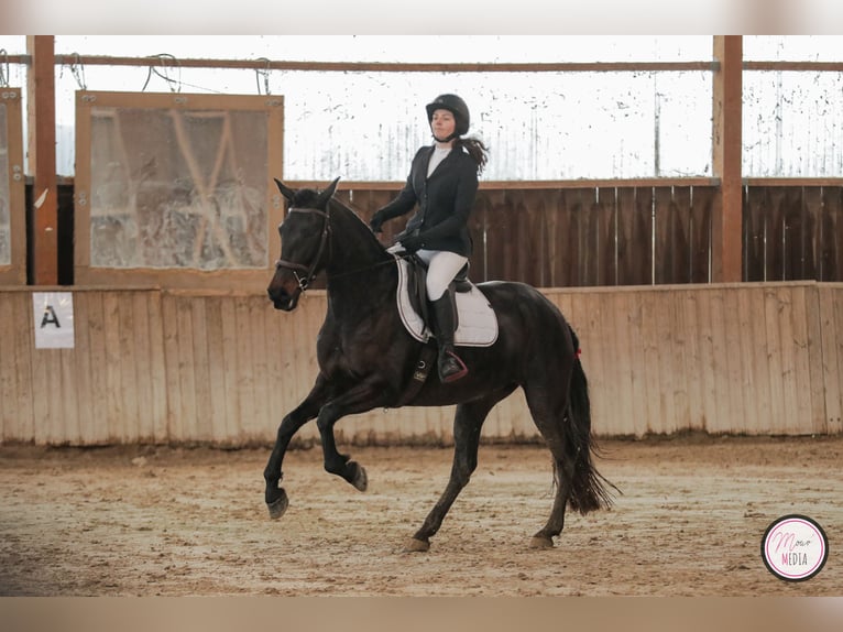 PRE Croisé Jument 9 Ans 160 cm Bai brun in Cornebarrieu