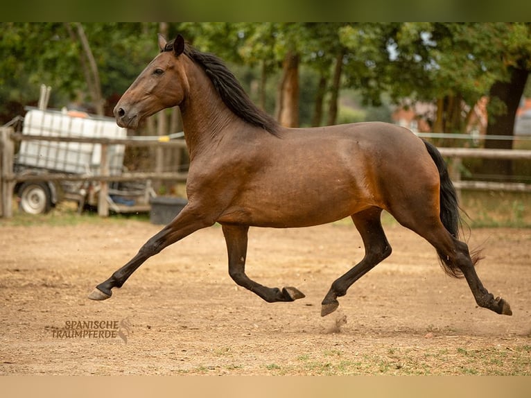 PRE Croisé Jument 9 Ans 162 cm Bai brun in Traventhal