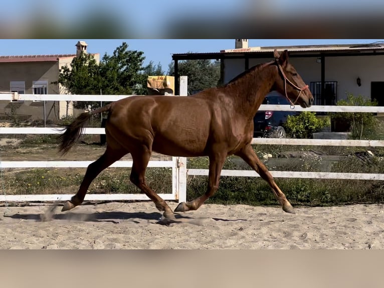 PRE Croisé Jument 9 Ans 163 cm Alezan in LeonLeon