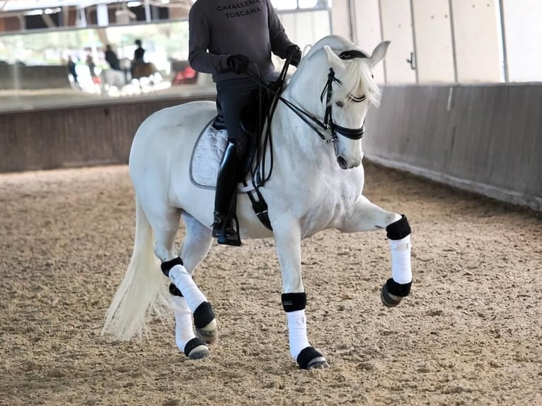 PRE Croisé Jument 9 Ans 163 cm Gris in Navas Del Madroño