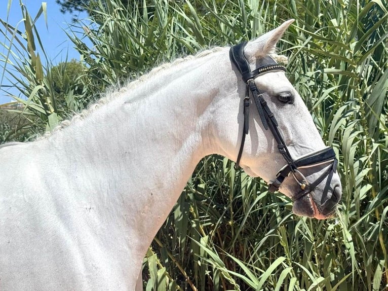 PRE Croisé Jument 9 Ans 163 cm Gris in Navas Del Madroño