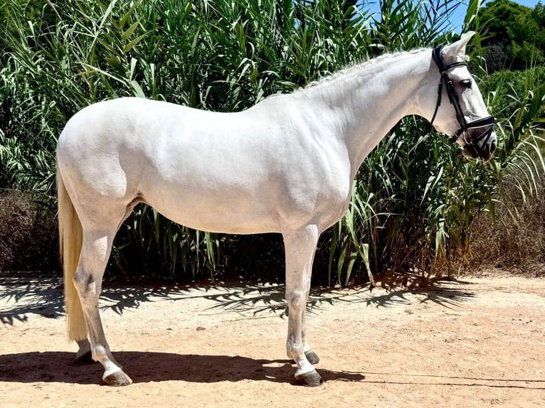 PRE Croisé Jument 9 Ans 163 cm Gris in Navas Del Madroño