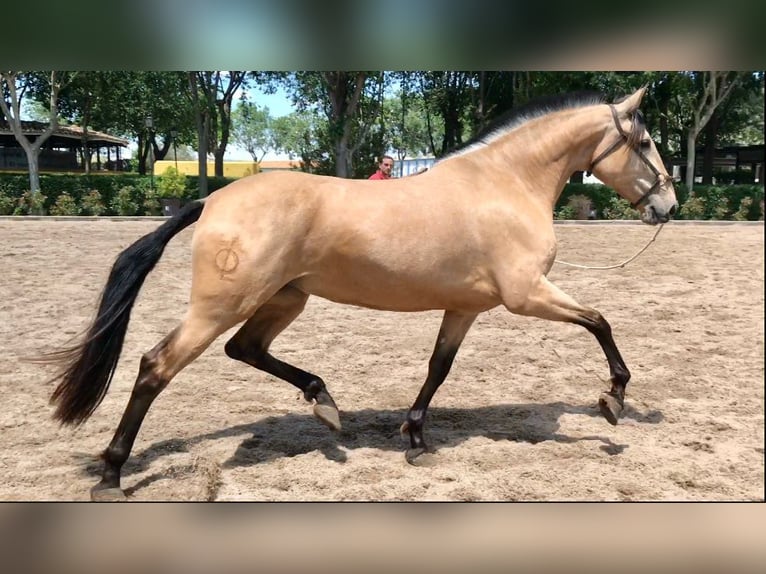 PRE Croisé Jument 9 Ans 164 cm Bai cerise in Madrid