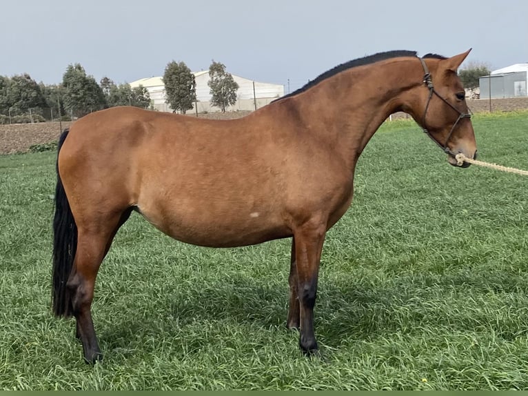 PRE Jument 9 Ans 165 cm Bai cerise in Fuentes De Andalucia