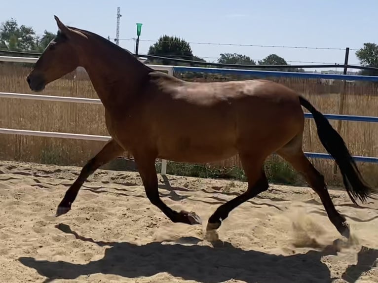 PRE Jument 9 Ans 165 cm Bai cerise in Fuentes De Andalucia