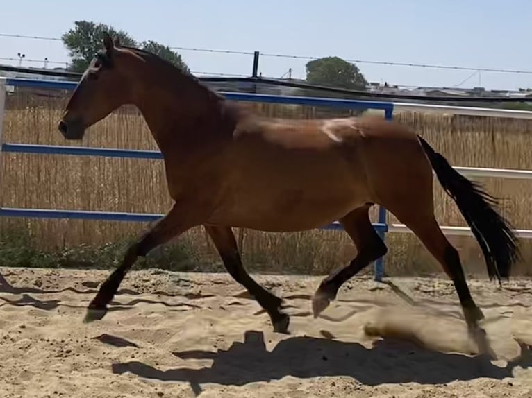 PRE Jument 9 Ans 165 cm Bai cerise in Fuentes De Andalucia