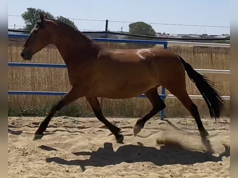 PRE Jument 9 Ans 165 cm Bai cerise in Fuentes De Andalucia