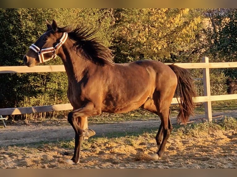 PRE Croisé Jument 9 Ans 165 cm Bai in Cardet