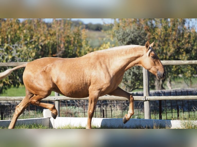 PRE Croisé Jument 9 Ans 166 cm Palomino in NAVAS DE MADRONO