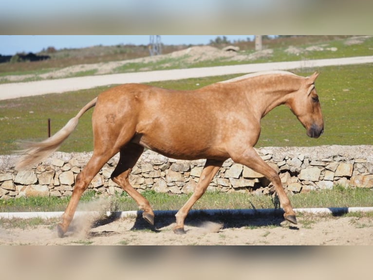 PRE Croisé Jument 9 Ans 166 cm Palomino in NAVAS DE MADRONO