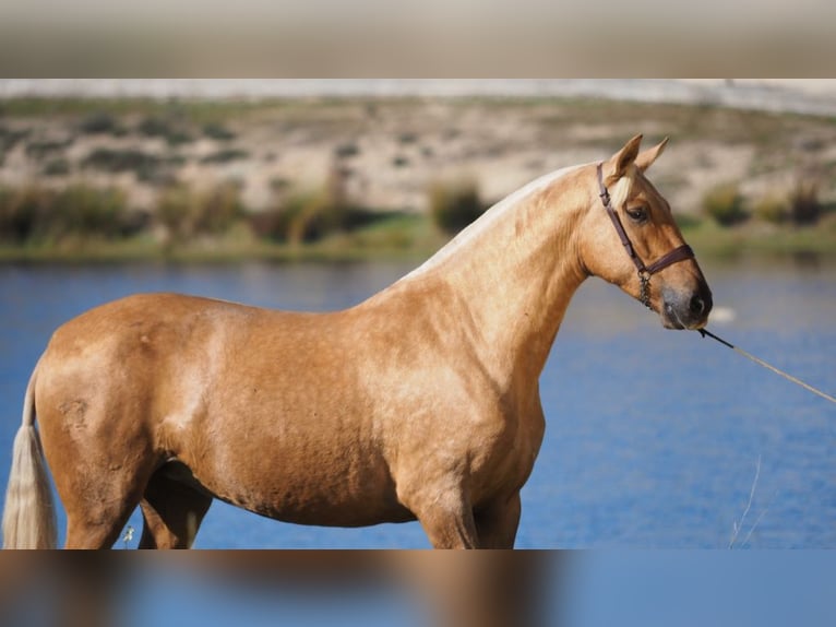 PRE Croisé Jument 9 Ans 166 cm Palomino in NAVAS DE MADRONO