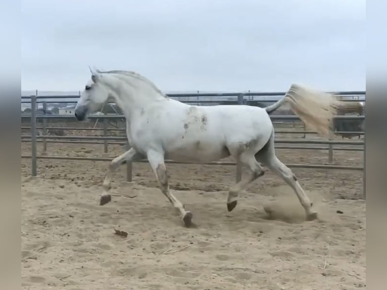 PRE Jument 9 Ans 168 cm Gris in Cadiz