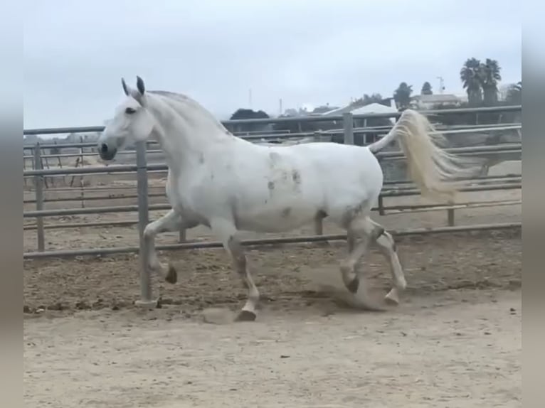 PRE Jument 9 Ans 168 cm Gris in Cadiz