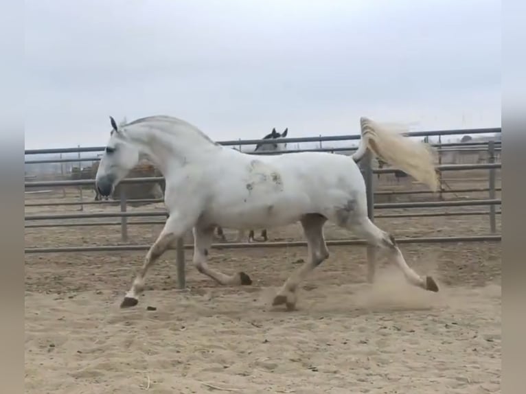 PRE Jument 9 Ans 168 cm Gris in Cadiz