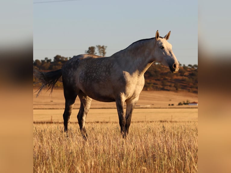PRE Jument 9 Ans 168 cm Gris pommelé in Sevilla
