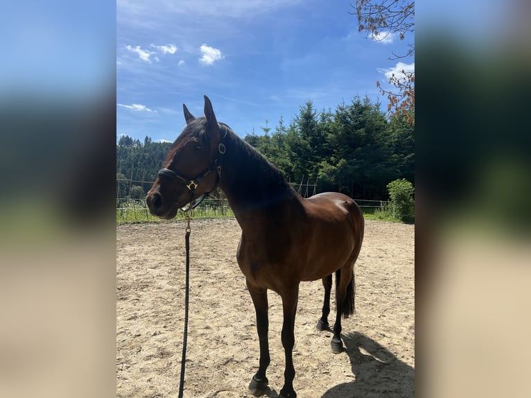 PRE Jument 9 Ans 170 cm Bai in Gengenbach