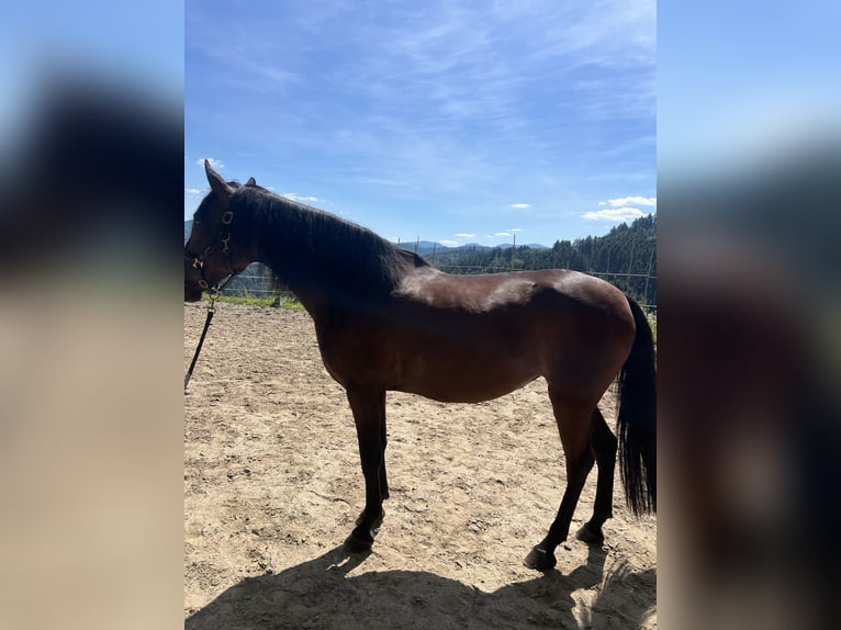 PRE Jument 9 Ans 170 cm Bai in Gengenbach