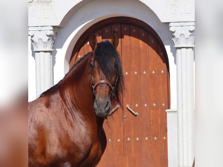 PRE Jument 9 Ans 172 cm Gris in Fuente Obejuna