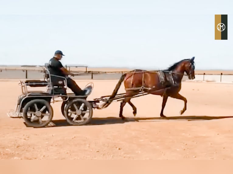 PRE Croisé Jument 9 Ans 176 cm Bai in Albacete, Spain